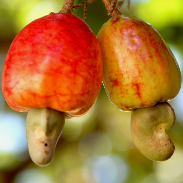 From cashew shells to clean water
